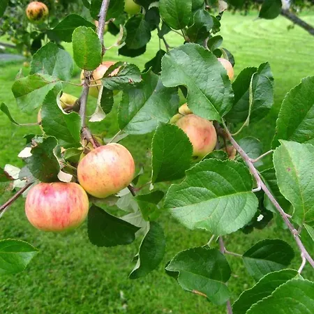 Tuukkalan Tila Ristiina