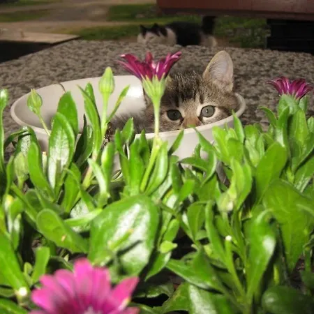 Tuukkalan Tila Nocleg ze śniadaniem